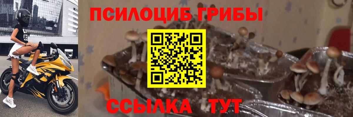 Псилоцибиновые грибы мухоморы  закладка  Москва  Вход с VPN 